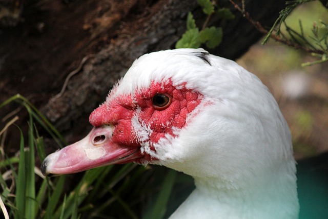 歐美杯的歷 歐美杯的歷